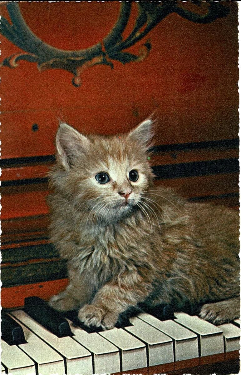 Katze auf Klavier AK Italien